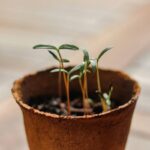 green plant on brown clay pot